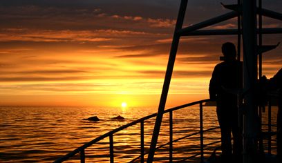 Classic Whale Watching from Dalvík — photo 6