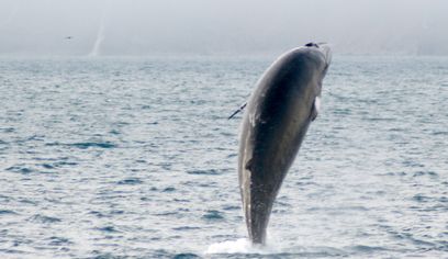 Classic Whale Watching from Dalvík — photo 5