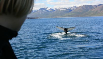 Classic Whale Watching from Dalvík — photo 7