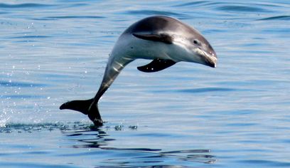 Classic Whale Watching from Dalvík — photo 4
