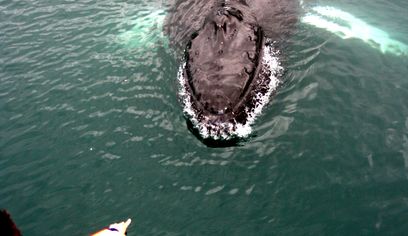 Classic Whale Watching from Dalvík — photo 3