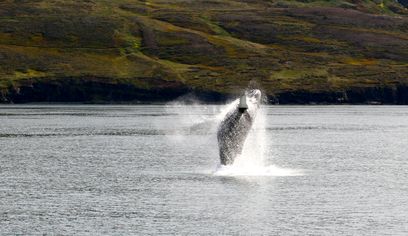 Classic Whale Watching from Dalvík — photo 2