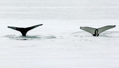 Classic Whale Watching from Dalvík — photo 9