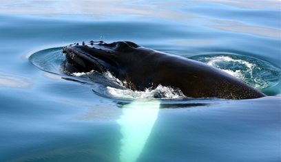Classic Whale Watching from Dalvík — photo 8