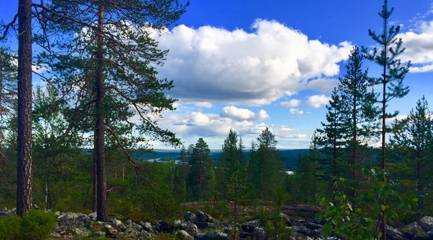 Goods Of The Forest Picking Trip Of The Season S Berries Or Mushrooms 3 Hours