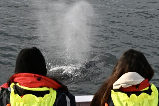 Reykjavík Whales & Puffins — photo 12