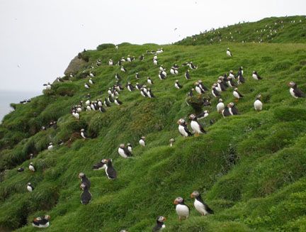 Puffin, island, and volcano boat tour — photo 6