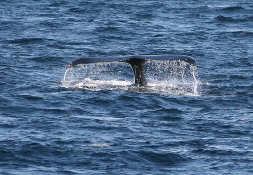 Whales & Sea Angling — photo 2