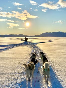 Dog Sledding Near Reykjavik — photo 20