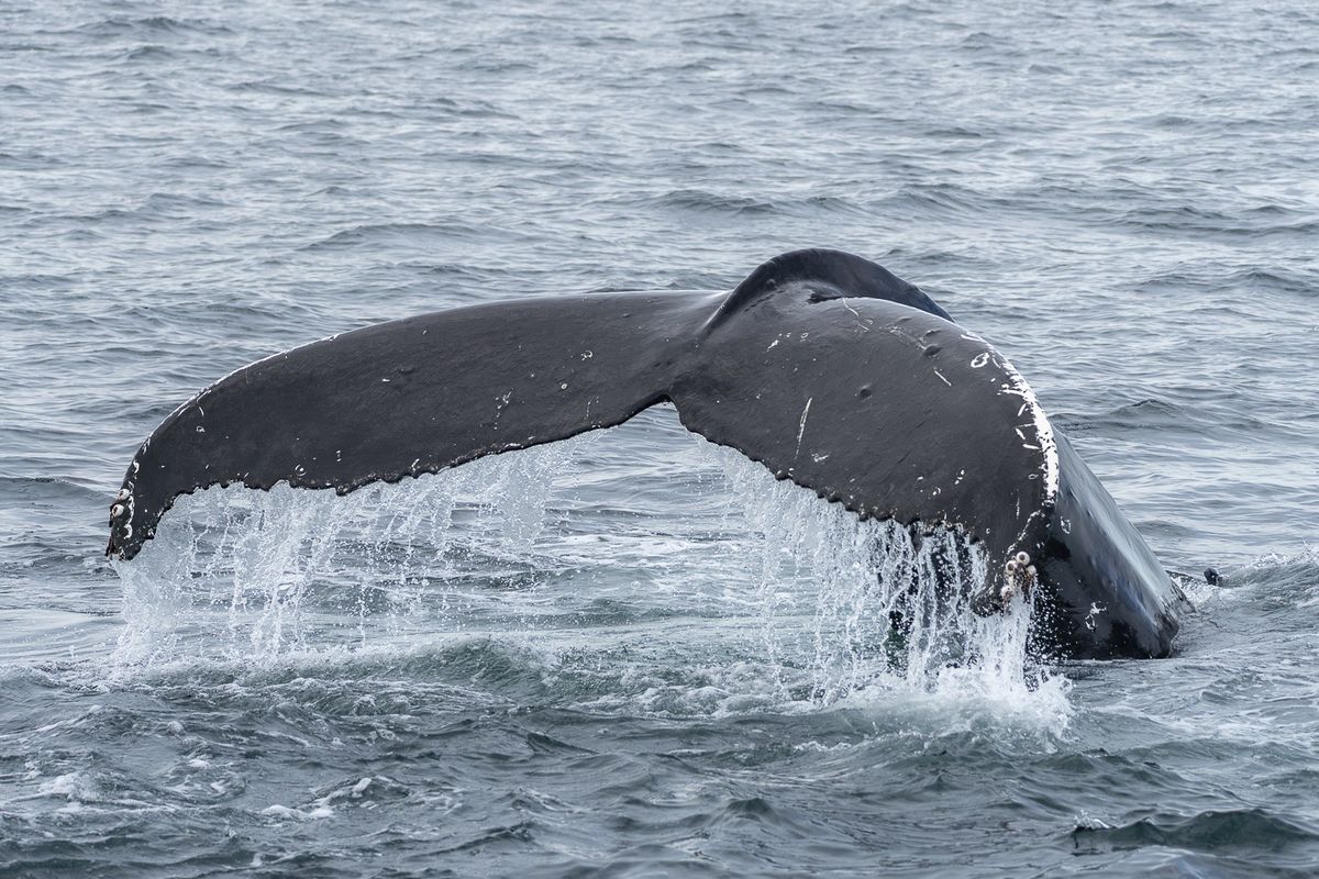 Whale Watching Ólafsvík - Snaefellsnes, photo 8 of 9