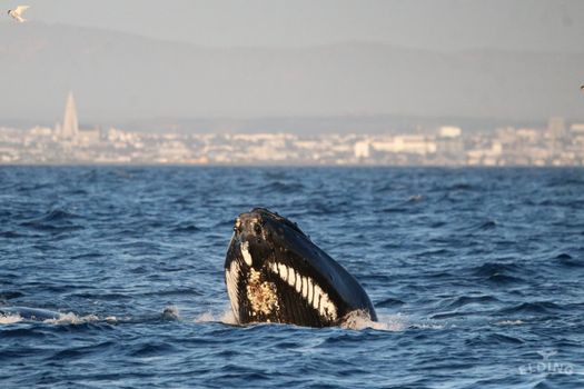 Reykjavík Whales & Puffins — photo 8