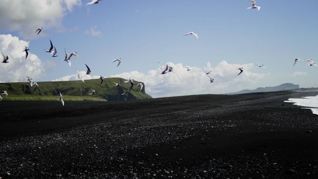 Private Black Beach Buggy Tour — photo 9