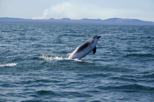 Whale watching - Downtown Reykjavík — photo 12