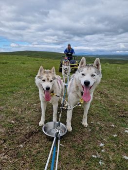 Siberian Husky dry land Dog sledding — photo 4