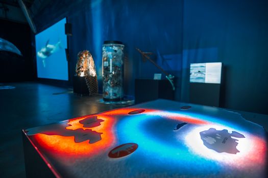 Whales of Iceland Museum Admission — photo 4