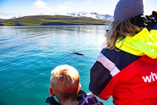 100% Whale Watching — photo 3