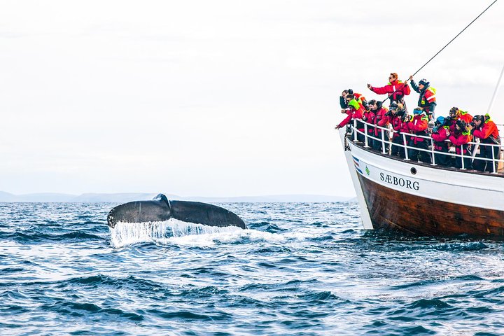 Húsavík Original Whale Watching, photo 6 of 9