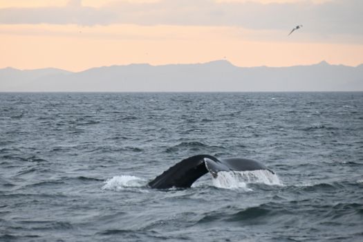 Reykjavík Premium Whales in the Midnight Sun — photo 15
