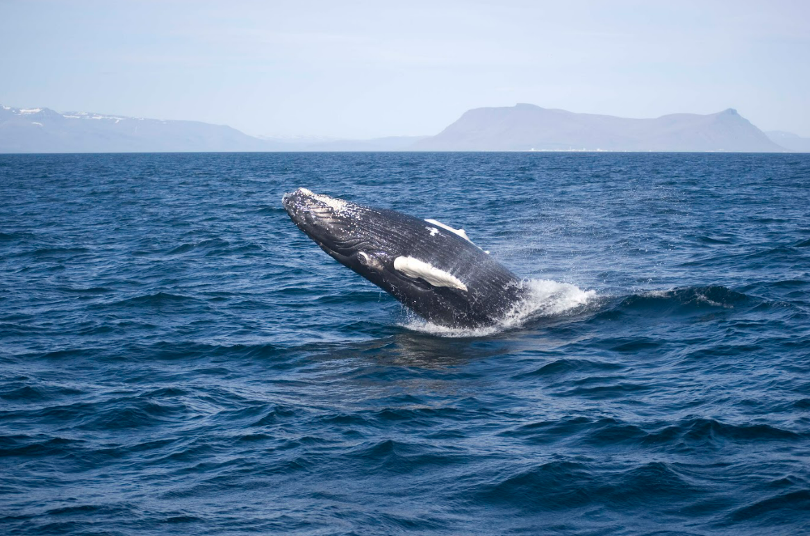 Goðafoss Waterfall & Whale Watching from Akureyri Port, photo 4 of 5