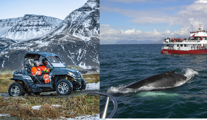 Buggy & Whales