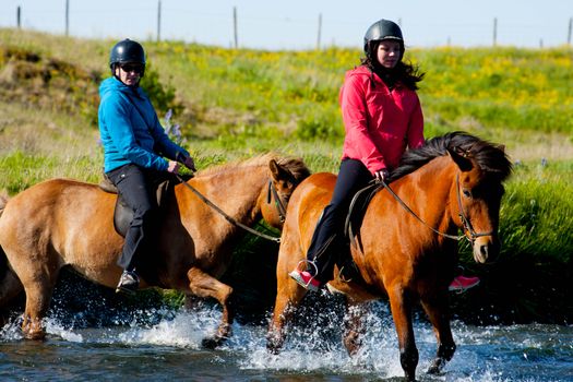 04F - Horses and Puffins — photo 3