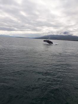 Whale Watching Tour w/ Transfer from Akureyri — photo 5