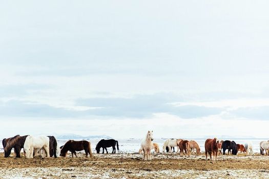 Snæfellsnes in Spanish with lunch included at a farm by minibus — photo 4