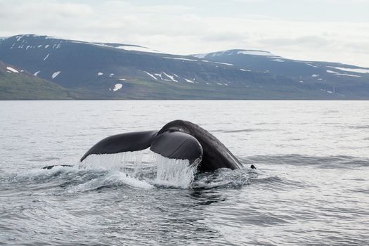 Whale Watching in Ísafjarðardjúp — photo 4