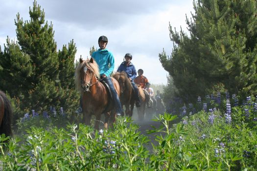 Horse Riding & Golden Circle — photo 14