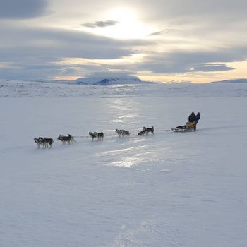 Siberian Husky Dog Sledding — photo 18
