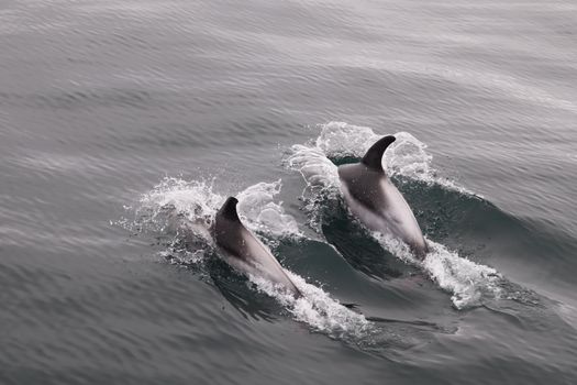 Whales & Sea Angling — photo 6