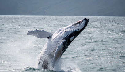 Húsavík: Small-Family Run, Responsible Whale Watching