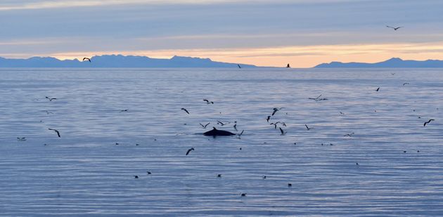 Reykjavík Classic Whales in the Midnight Sun — photo 6