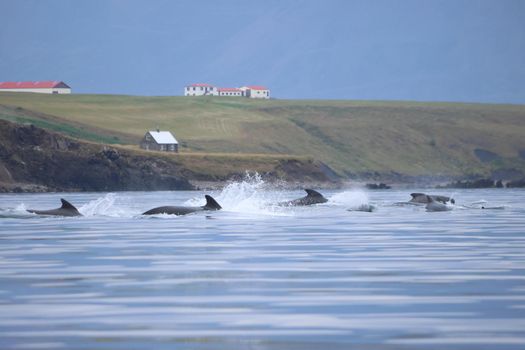 Akureyri Classic Whale Watching — photo 13
