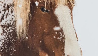 Private! Majestic Iceland: Goðafoss Waterfall, Holiday Magic and Horseback Bliss