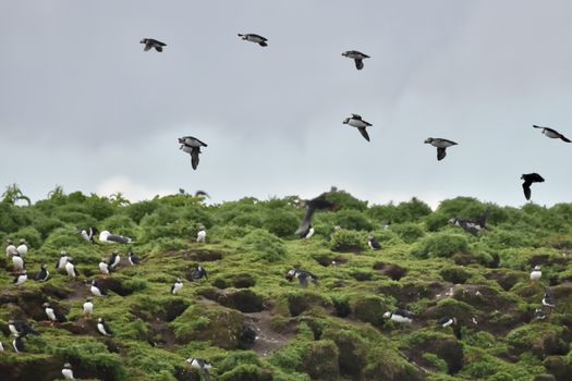 Reykjavík Whales & Puffins — photo 19