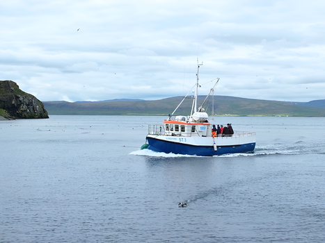 Grímsey Wildlife Tour — photo 15