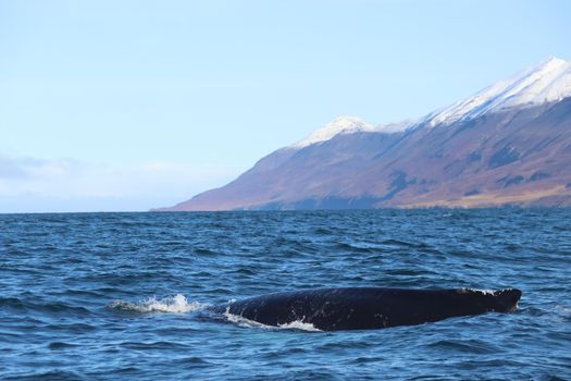 Akureyri Express Whales & Eyjafjord — photo 19
