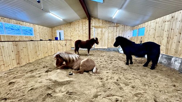 1 Hour Private Horseback Riding - Join us for an unforgettable adventure, where you can connect with these magnificent animals. — photo 5