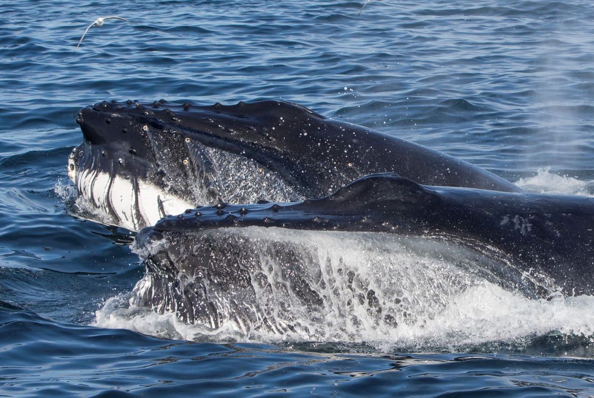 Whale Watching Ólafsvík - Snaefellsnes, photo 9 of 9