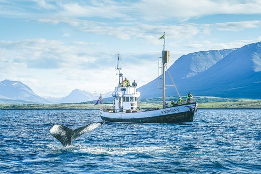 Whale Watching Eyjafjörður: From Árskógssandur — photo 5