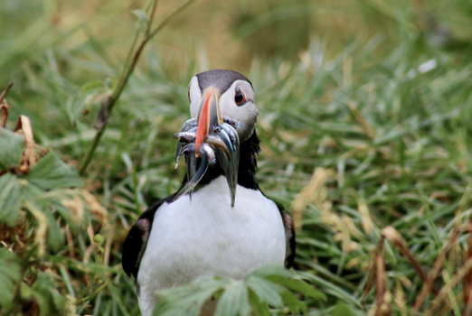 Reykjavík Whales & Puffins — photo 10