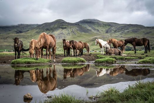 Horse Riding & Golden Circle — photo 18