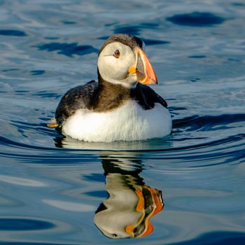 Reykjavík Premium Puffin Watching — photo 12