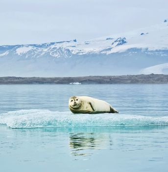 Kayaking at The Glacier Lagoon — photo 6