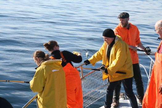 Reykjavík Sea Angling Gourmet — photo 4