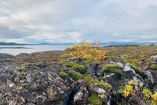 Golden Circle & Friðheimar Experience: Private Farm & Wonder Tour — photo 21