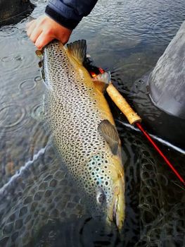 Private Fly Fishing Day Tour for Big Brown Trout - West Rangá Trout Beat — photo 9