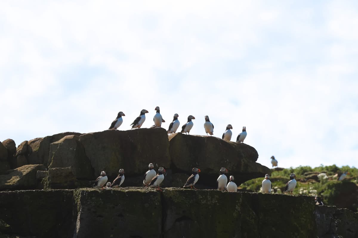 Puffin Jet ski tour, photo 5 of 11