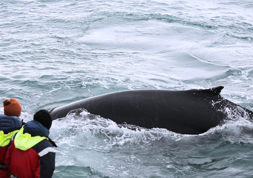 Húsavík: Small-Family Run, Responsible Whale Watching — photo 14